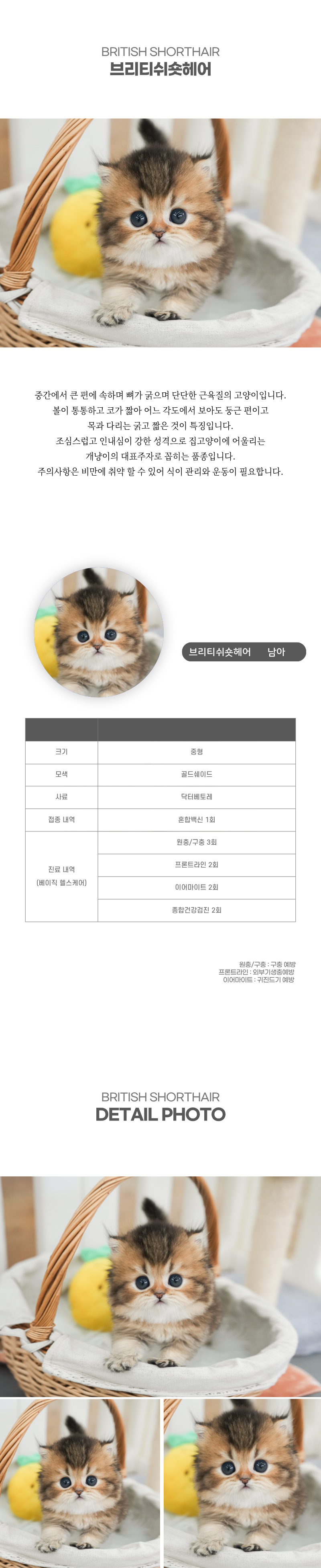 브리티쉬숏헤어_상세이미지_2